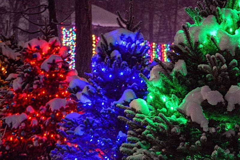 December Sensory Friendly FALCONERS  Wonderland of Lights - Potter Park Zoo