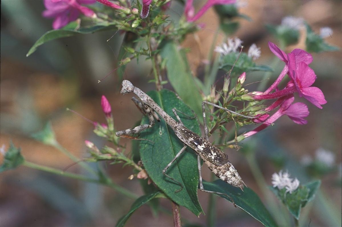 Love Is in the Air: Unusual Animal Courtship (webinar)