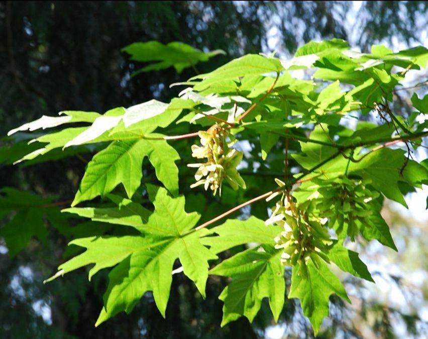 Deciduous Trees of the Pacific Northwest