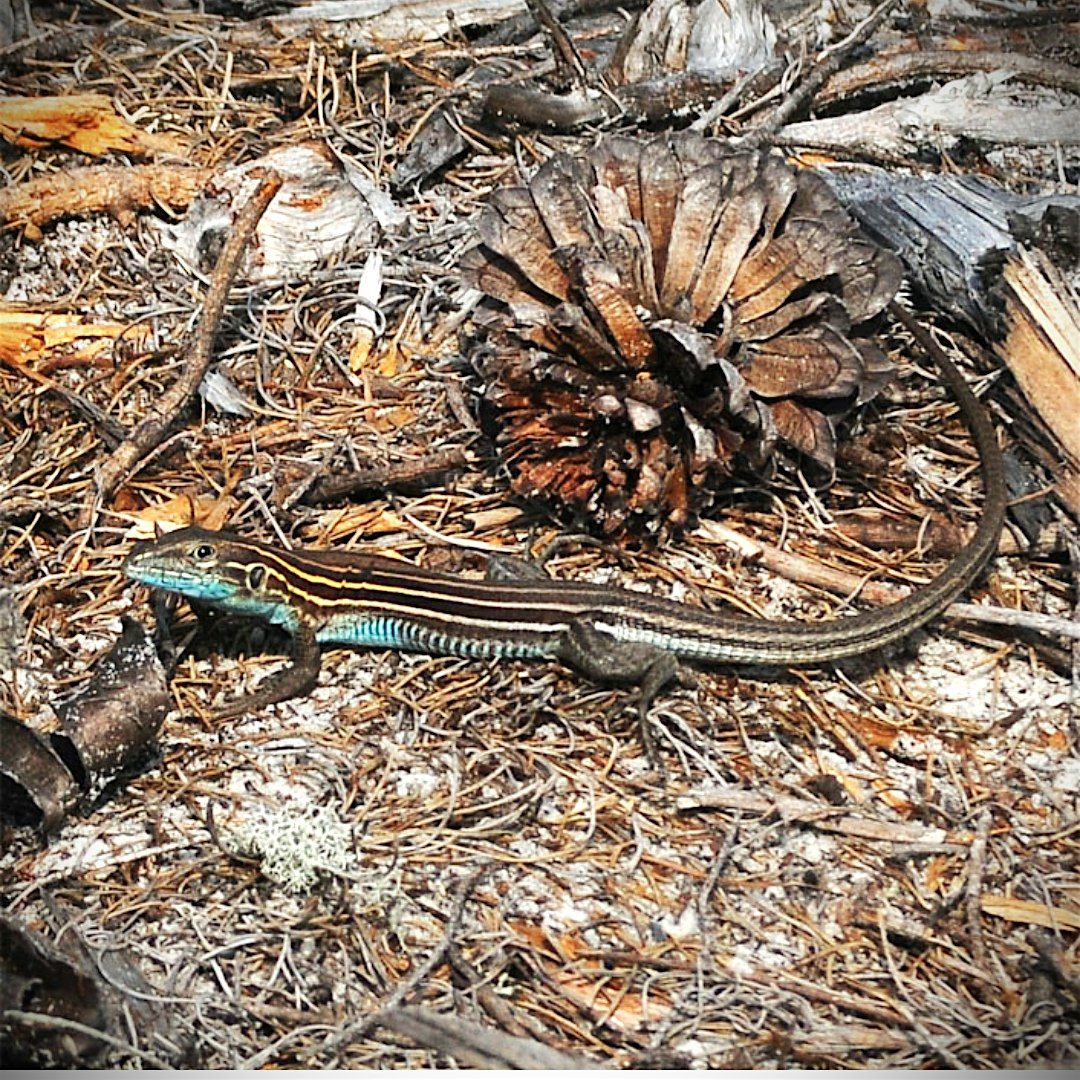 National Reptile Awareness Day Hike