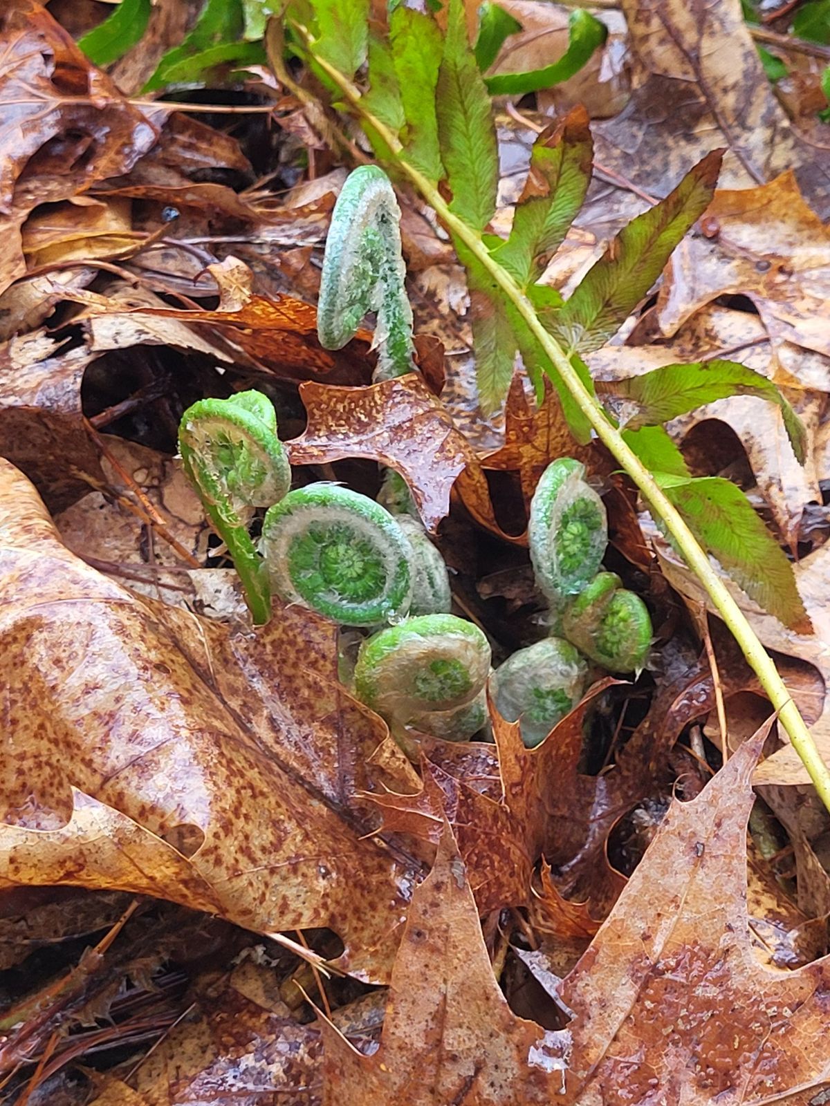 Imbolc - Welcome the Early Days of Spring at HHH's Wildlife Habitat