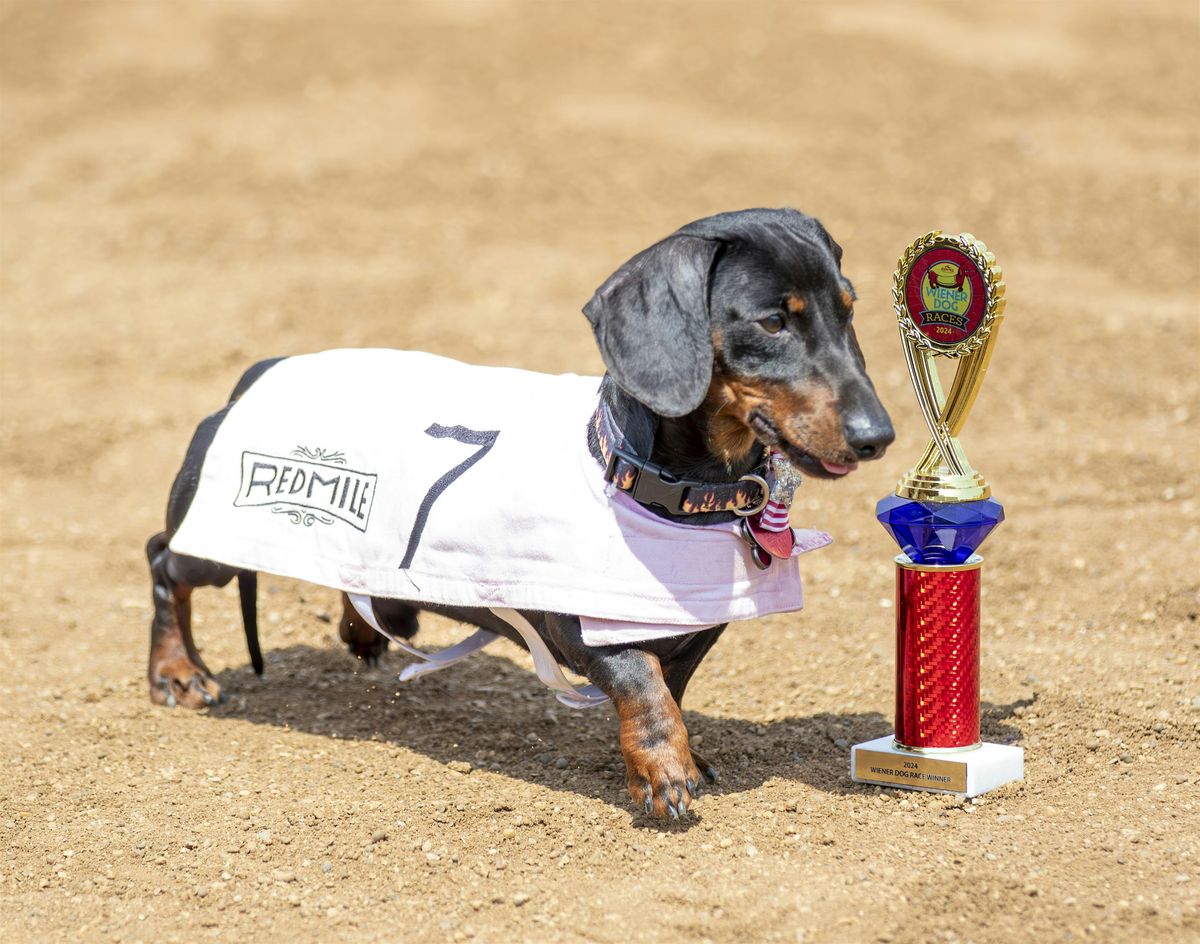 2025 Wiener Dog Races & Doggie Dash