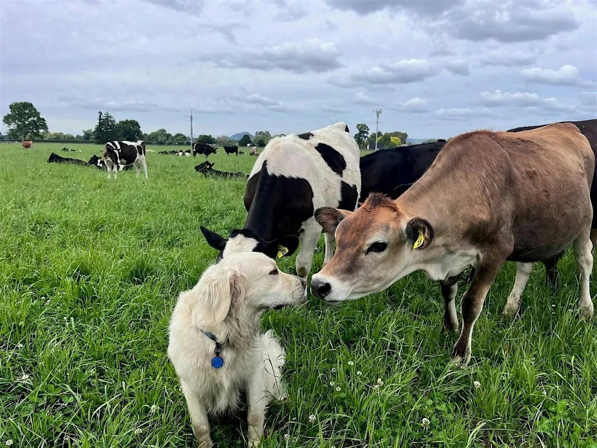 Waikato: Dairy Science at Owl Farm - Yr11 & 12