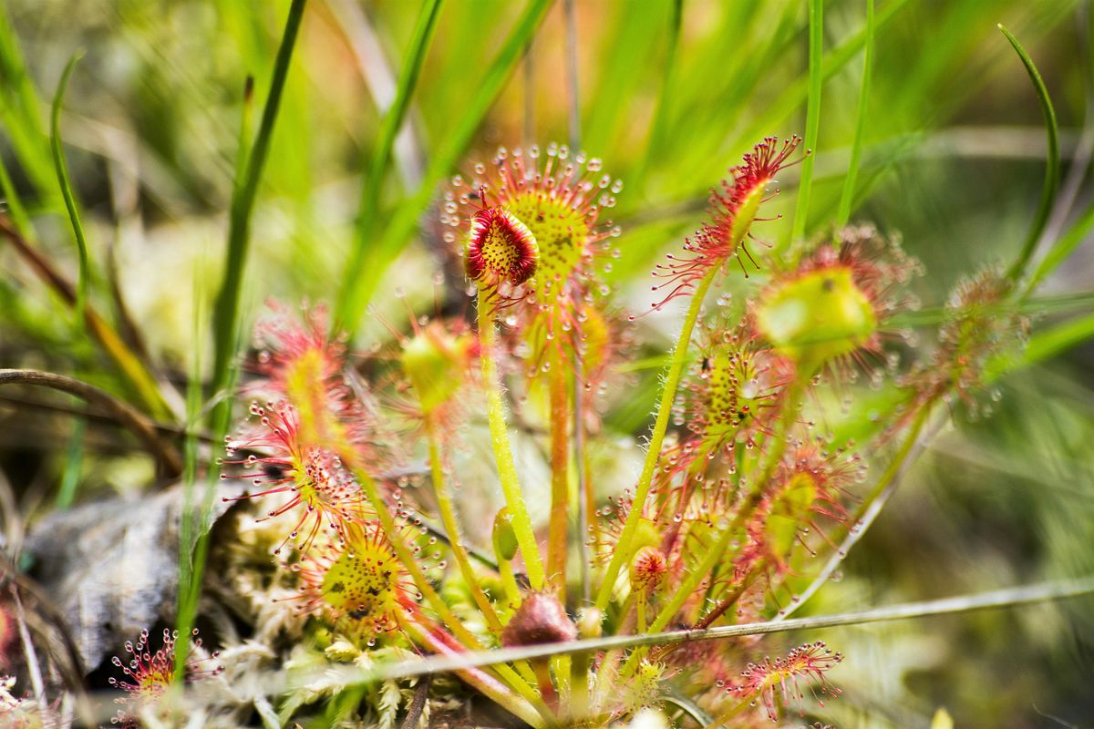 Carniverous Bog Building Workshop at Moss Houseplants