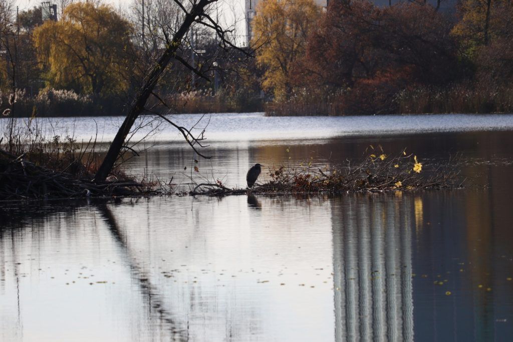  Fall Into Winter Nature Walk in High Park