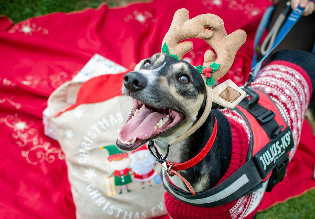 Christmas Crafts at Cheltenham Animal Shelter