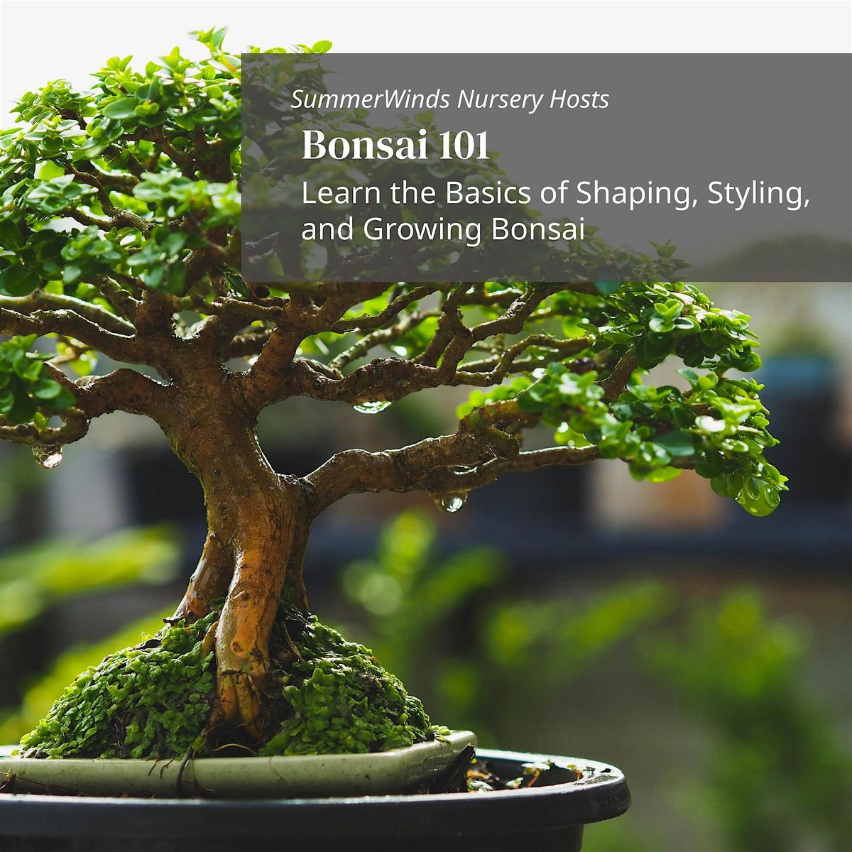 Bonsai 101 - Palo Alto