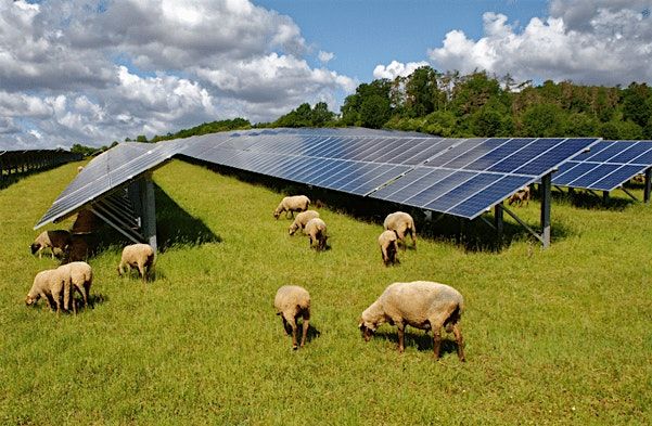 Solar Farm and Energy Storage Lunch-n-Learn