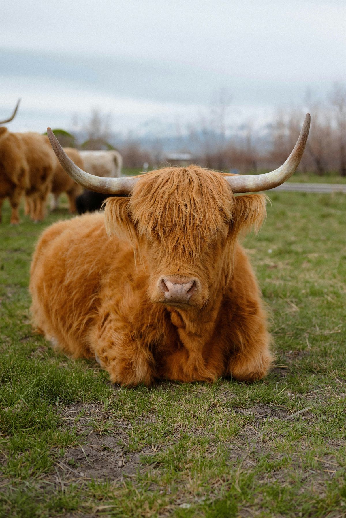 Cow Cuddles  - Fall 2025 (Sep-Oct)