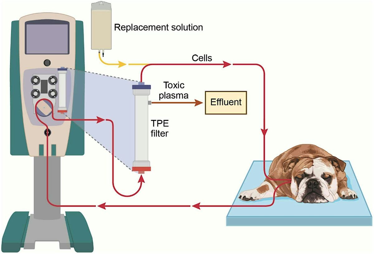 Dialysis in Veterinary Medicine - Renal Patients