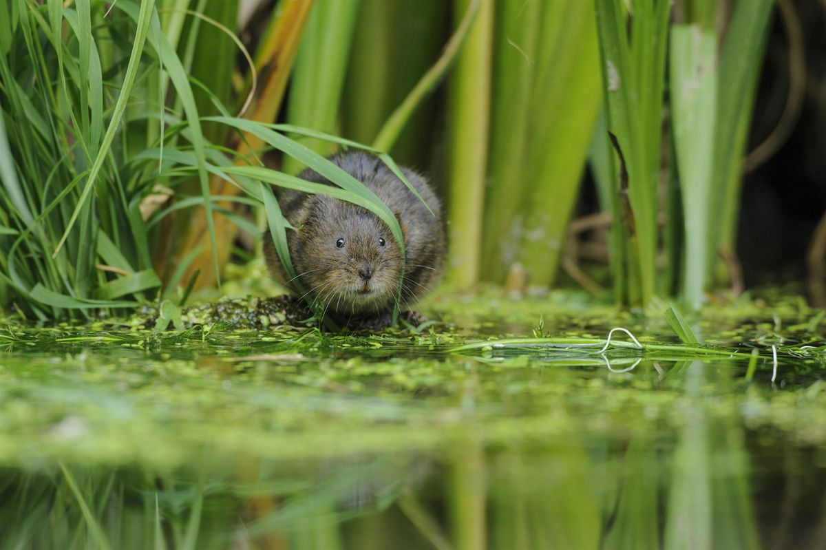 Water Voles and other Riverside Mammals with Ruth Hawksley and Iain Webb