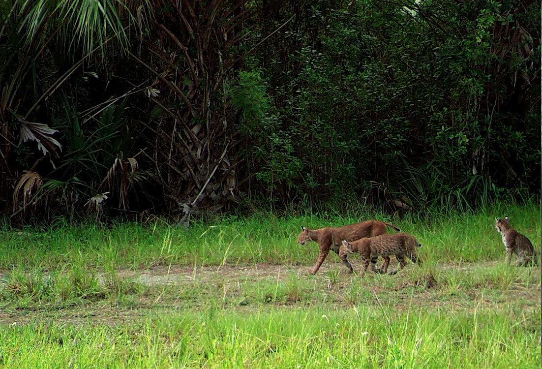 The Secret Lives of Panthers and Bobcats