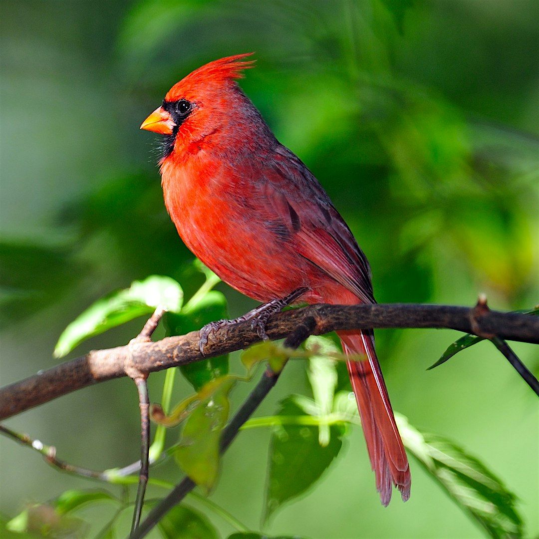 The Early Bird Hike at Petravice Family Preserve