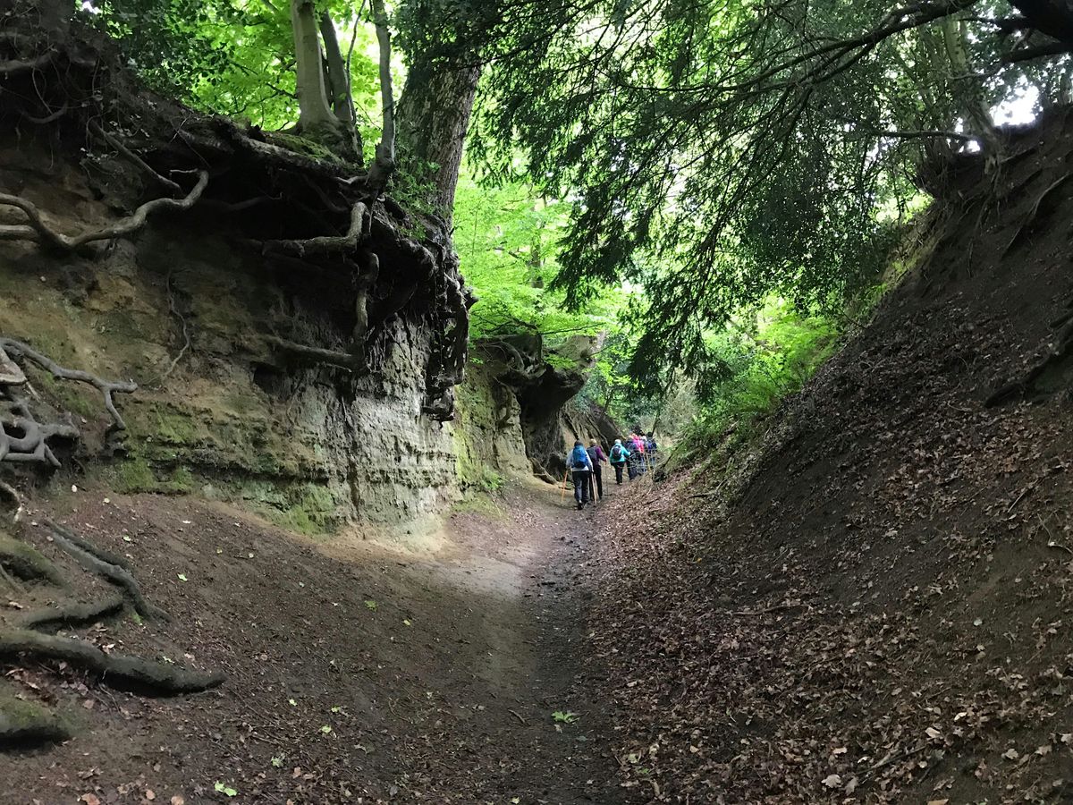 Surrey Hills Scenic Nordic Walk (Albury - Shere)