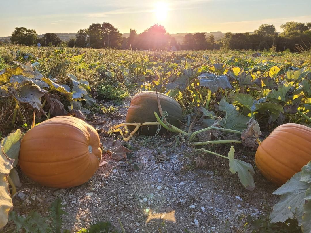 PYO Pumpkins, Nr Bulford