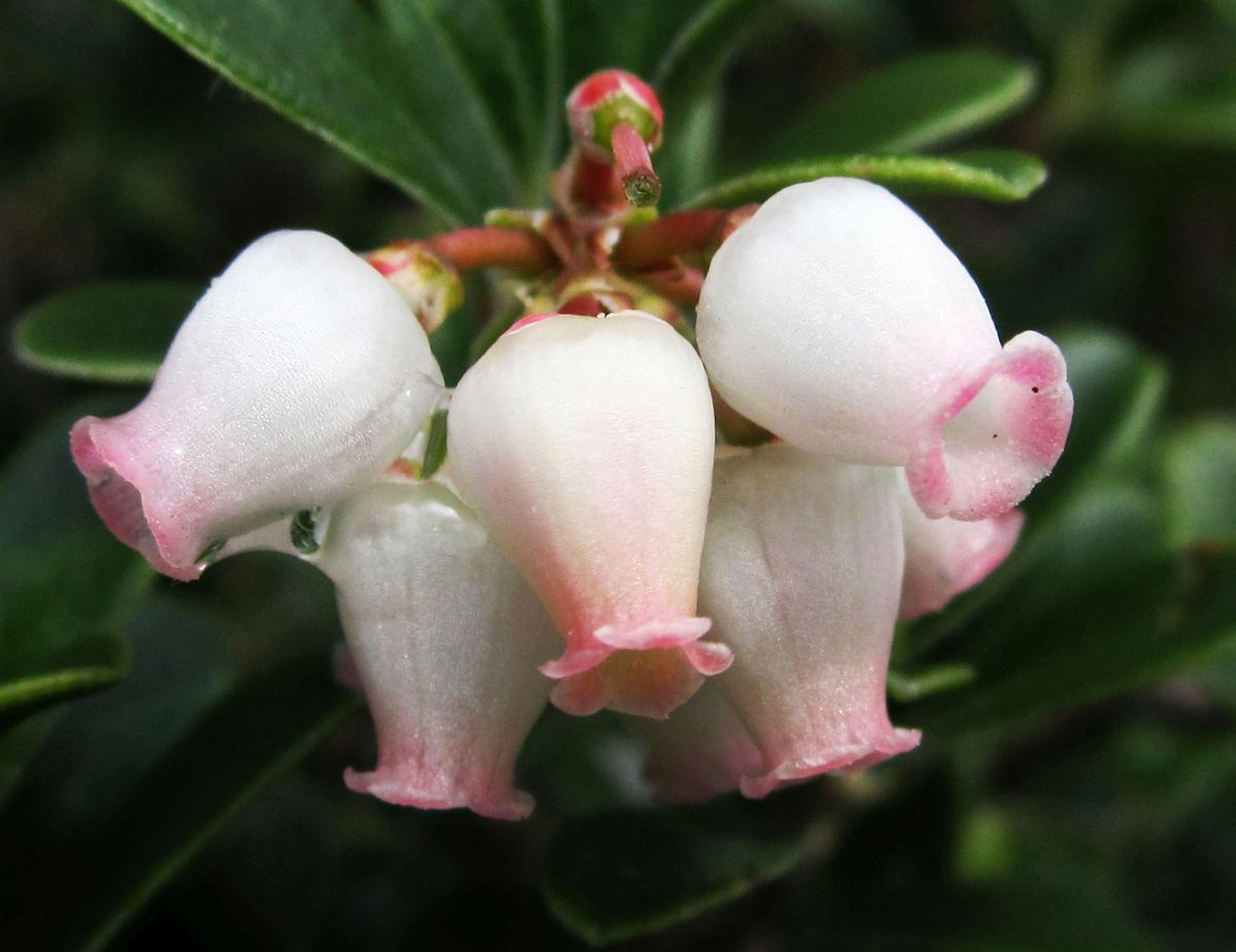 Flowering Trees and Shrubs Walk