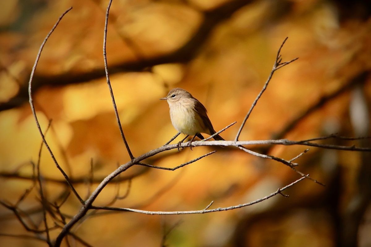 Fall Migratory Bird Hike