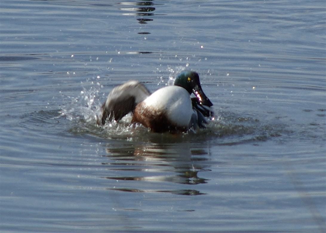 Beginning Bird Watching: Instructions & Short Walk