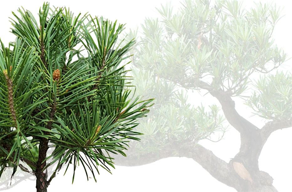 Beginner Bonsai Workshop