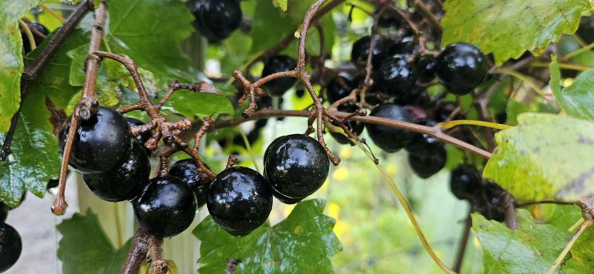 Fall Fruit Tree and Berry Care Workshop