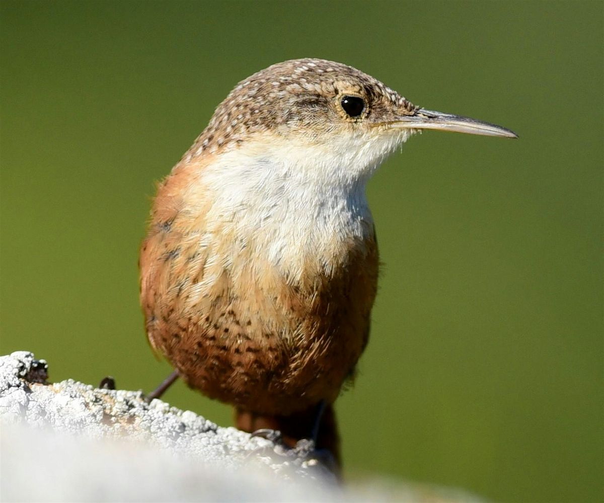 Birding Hike at Black Diamond Mines