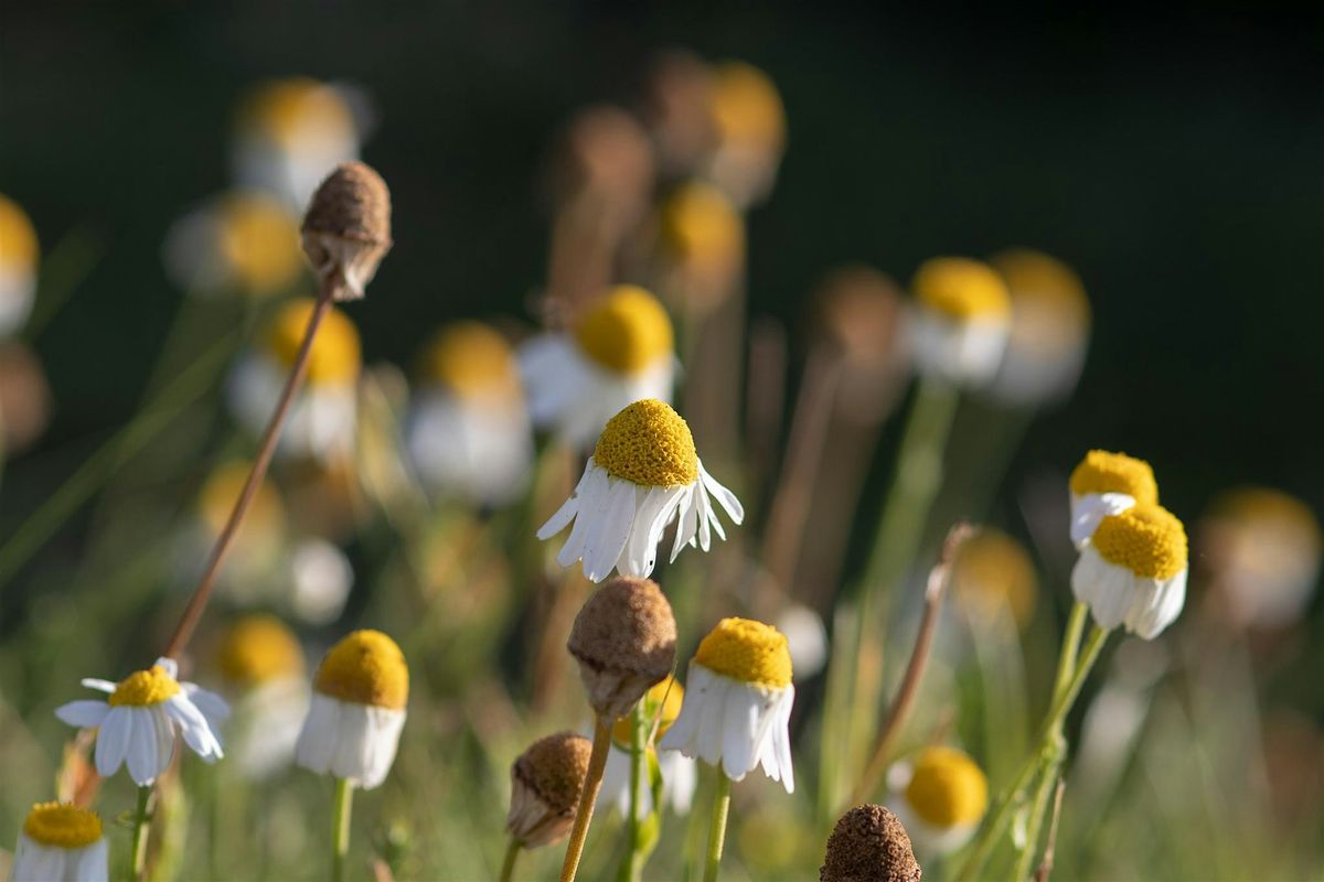 Herbal Allies for Abundant Vitality: Emotional Balance