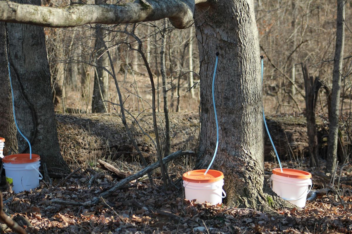 Backyard Maple Tapping Demo & Workshop Fall 2025