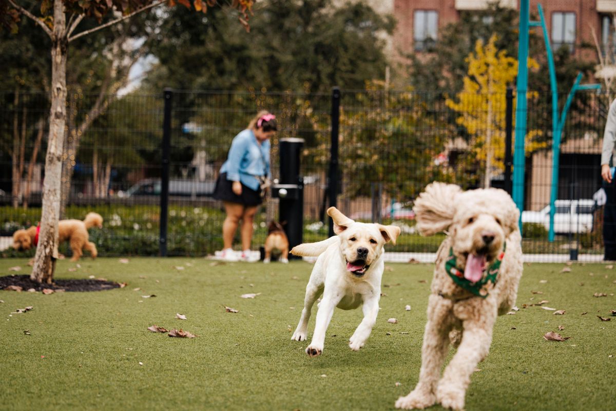 Yappy Hour Series at Trebly Park