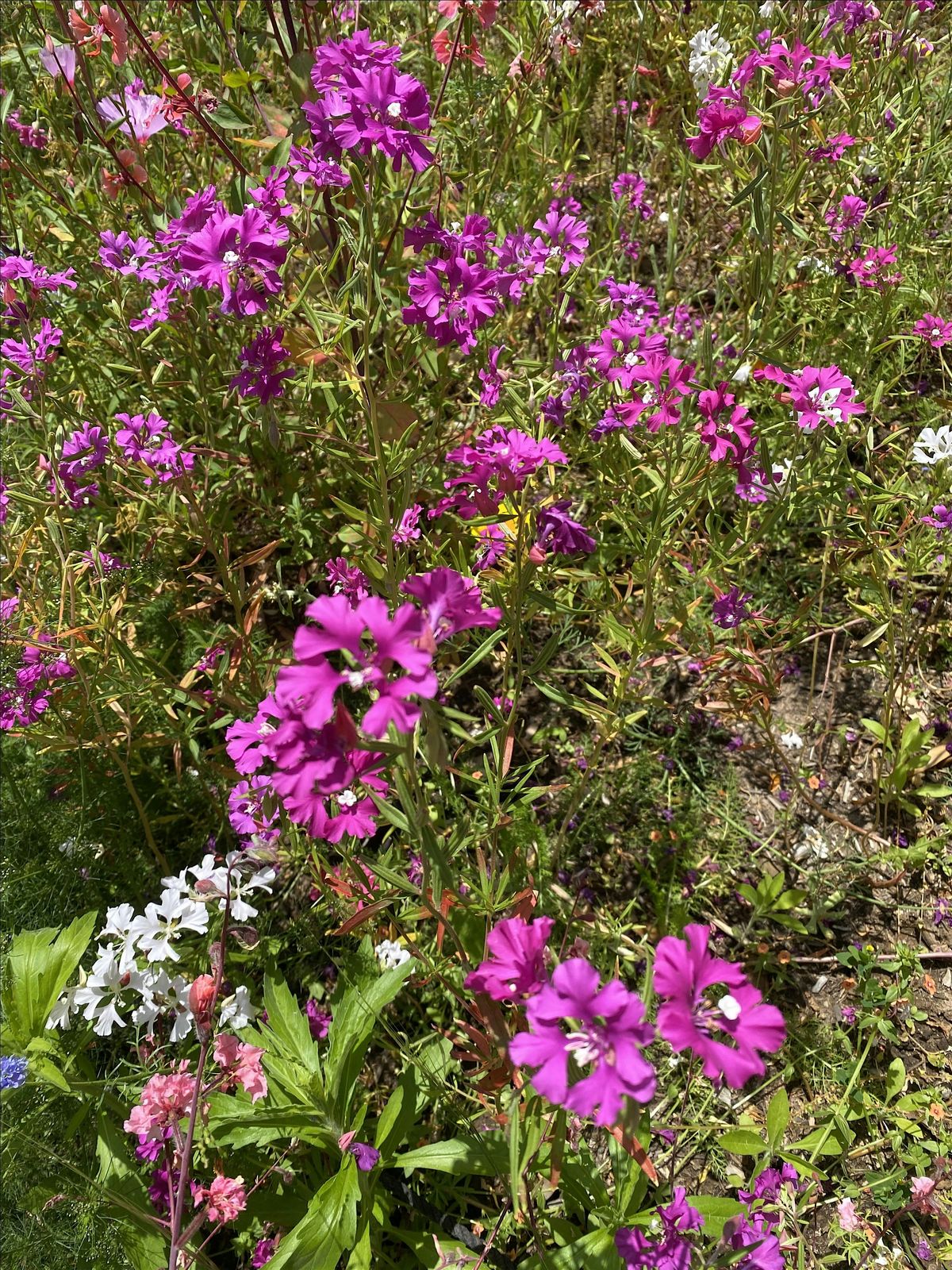 Botany Brown Bag: Clarkia Research with Dr. Kate Eisen