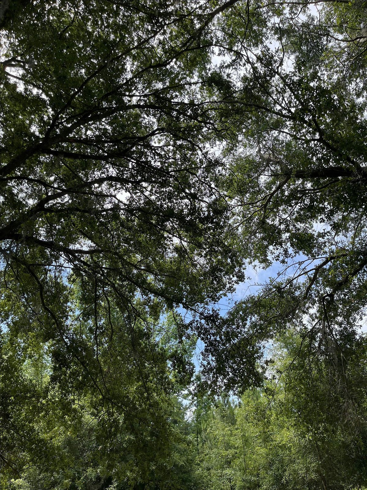 Summer Forest Bathing Session