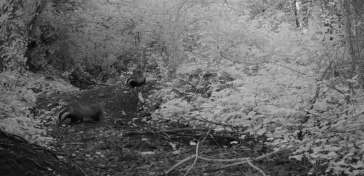 Trail Camera Workshop