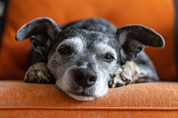 Howl-O-Ween: Pet Adoption Event & Vendor Fair