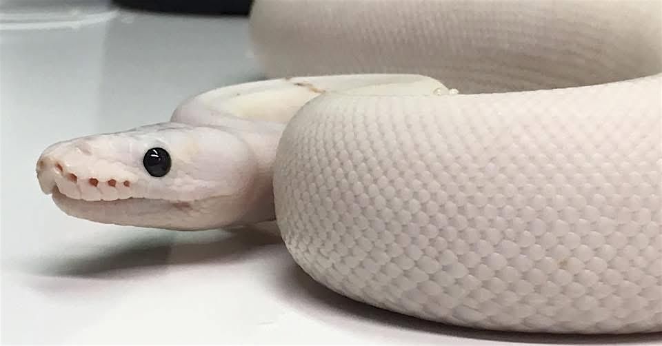 Nebraska Reptile Breeder Expo