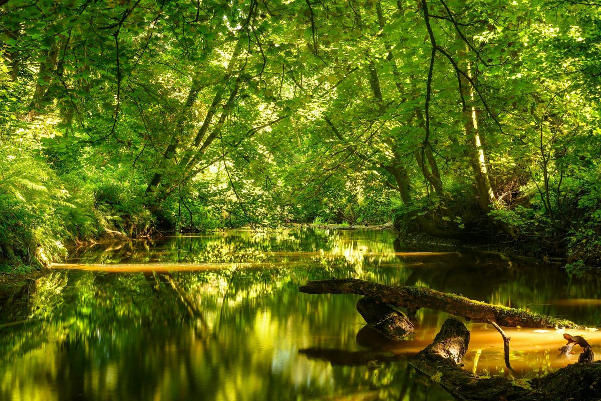 Volunteer Session - Pond Creation - Efford Marsh