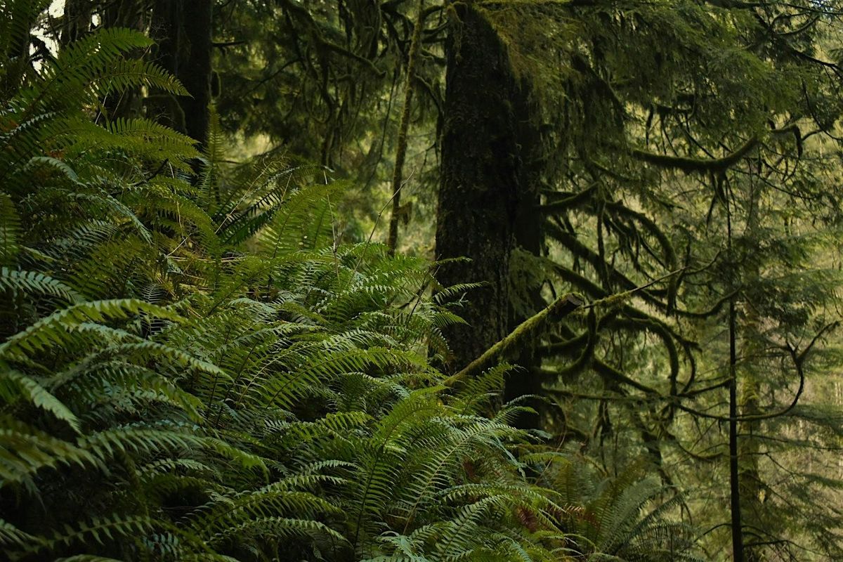 Public Trail Day on Mushroom Climb Trail