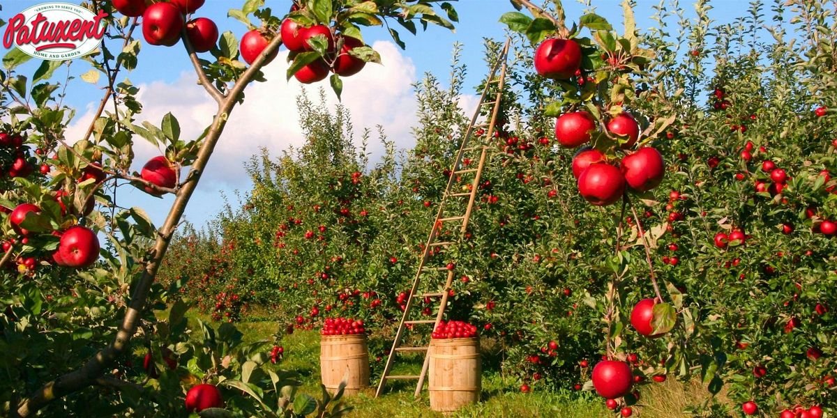 Learn About The 5 P\u2019s Of Fruit Trees