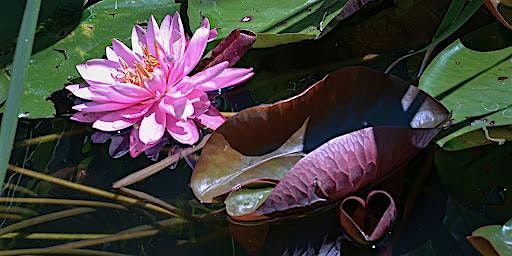 Petals & Patterns: Mandalas & More w\/ Kindred Nature 8\/21 at 6pm