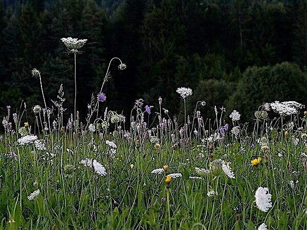 Wildflower Meadow Seeding Event!