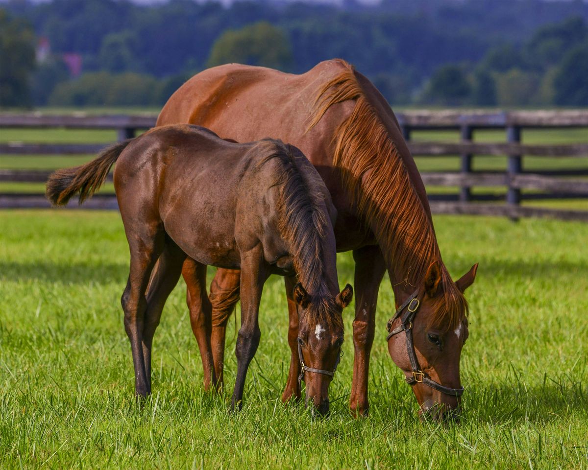 Equines and Endophytes Workshop