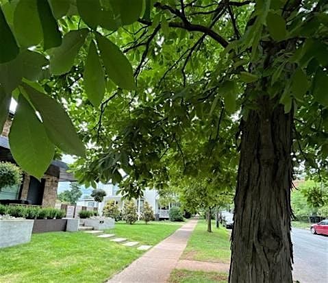 Urban Tree Walks in Belmont-1