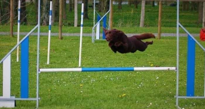 Concours d\u00e9butant d'agility 