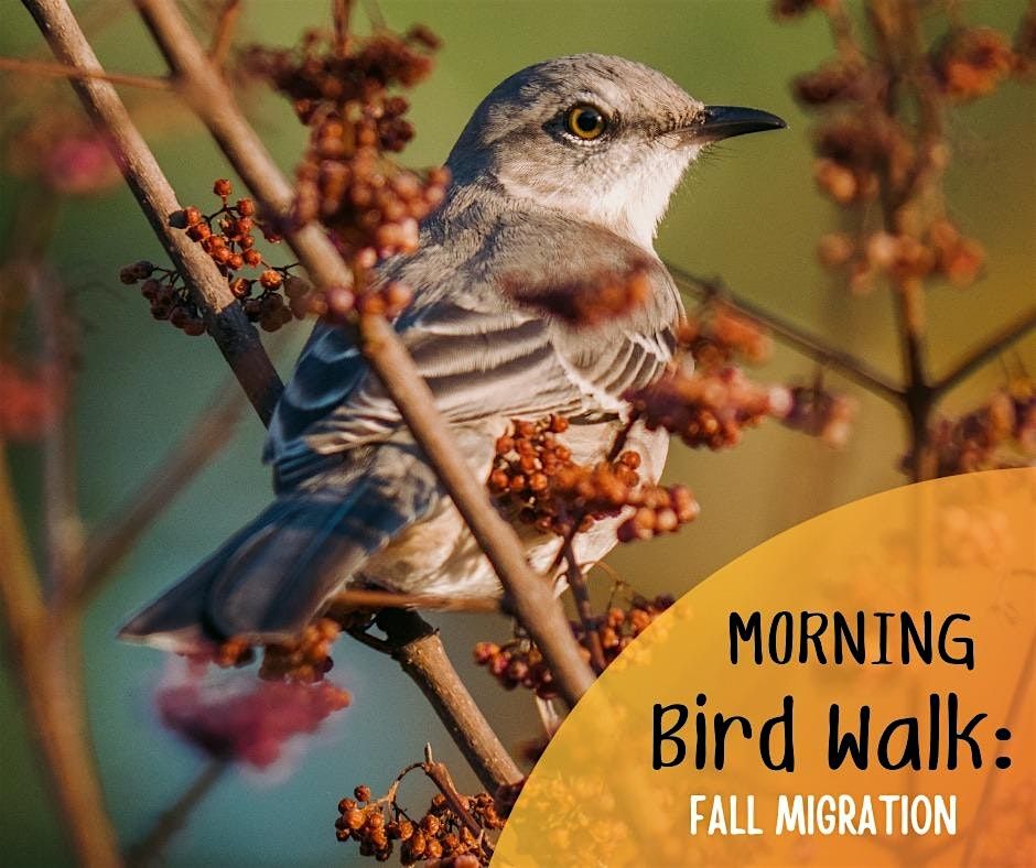 Adult Migratory Bird Walk: Fall Migration