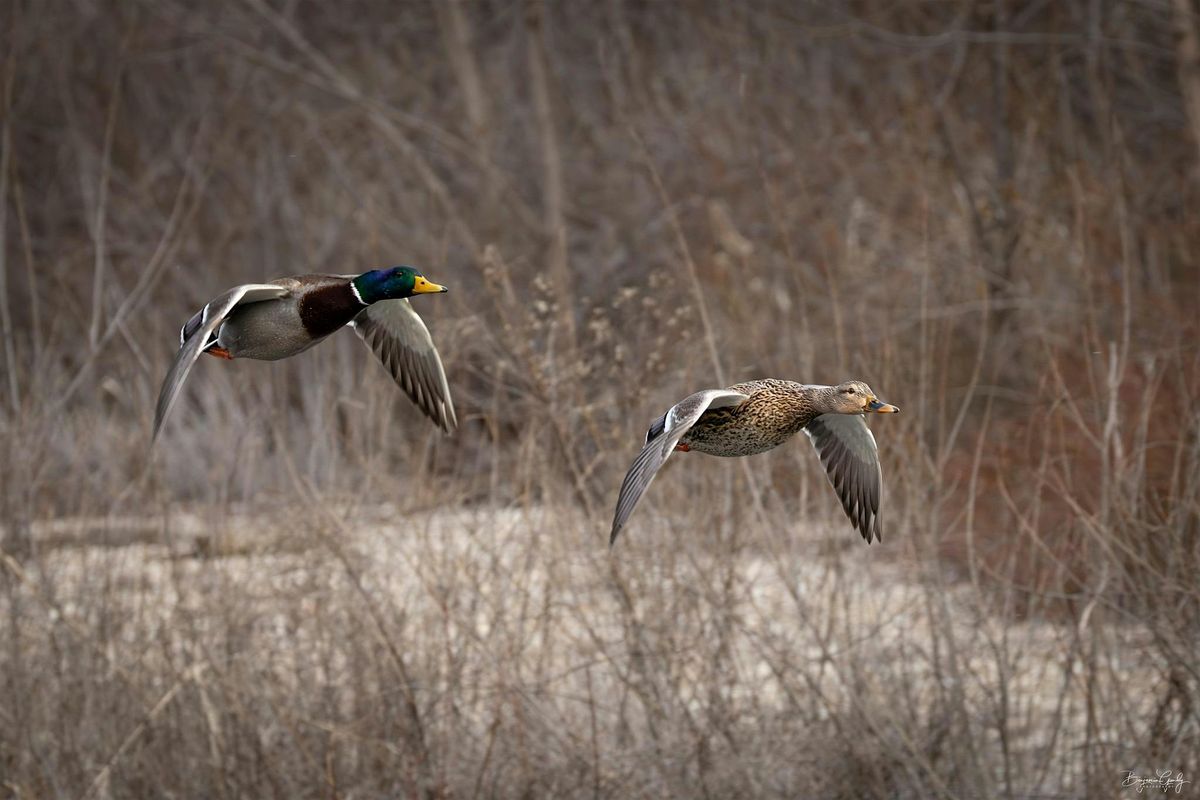 Beginner Bird Walk: Bethine Church River Trail