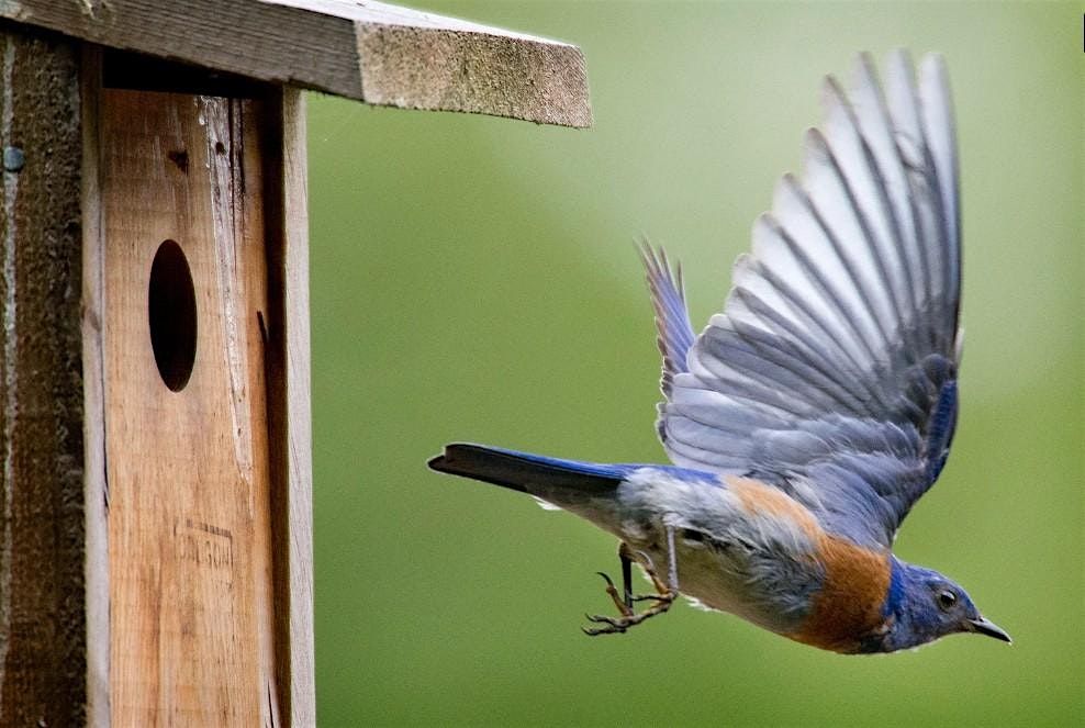 If You Build a Bluebird Nesting Box-They Will Come!