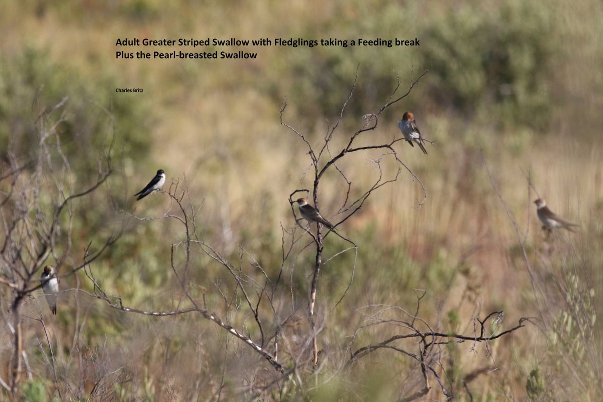 Bird Walk