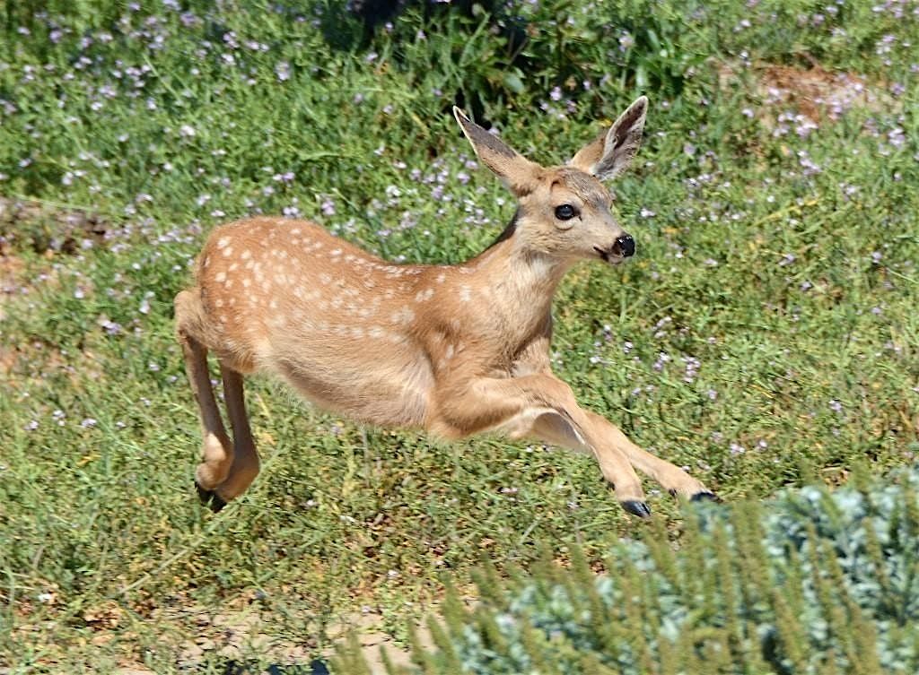 Coexisting with Backyard Wildlife