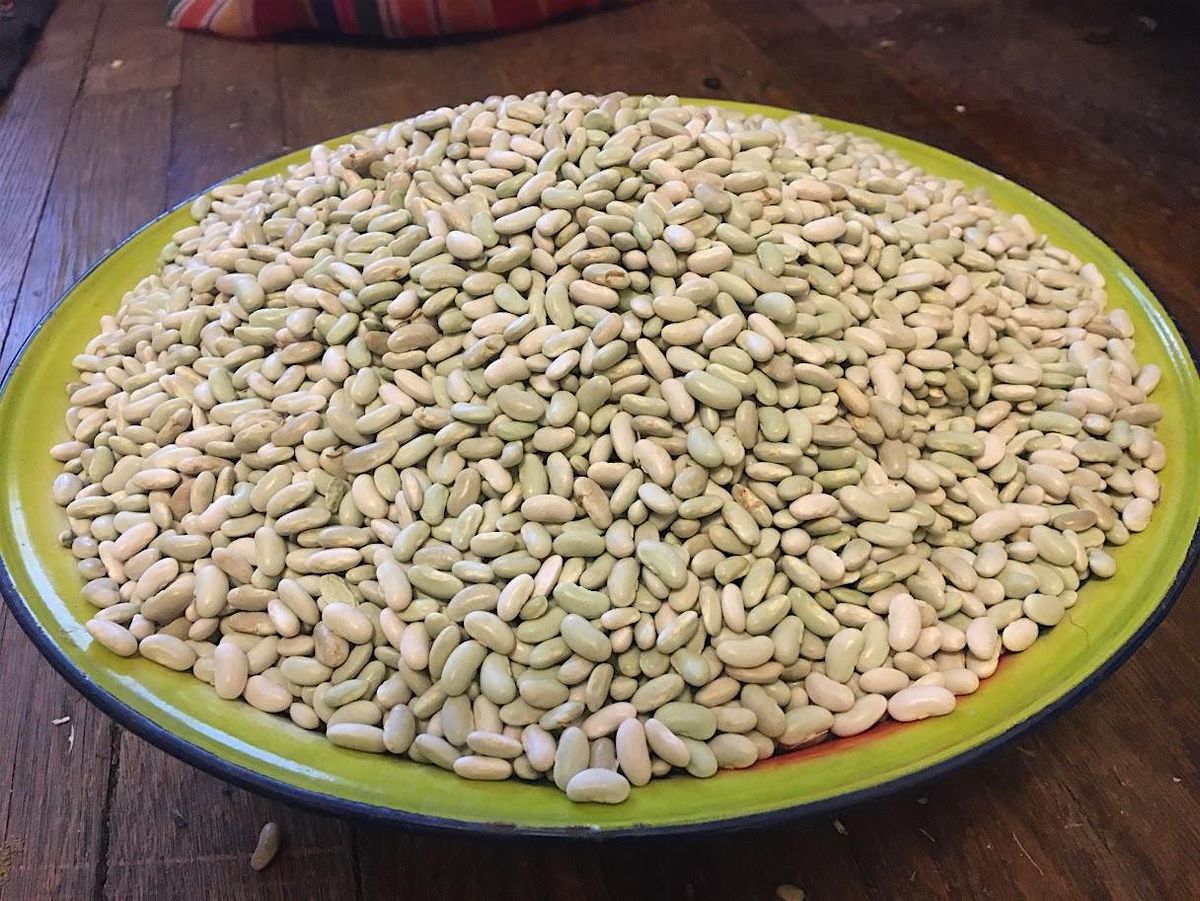 Growing Dry Beans