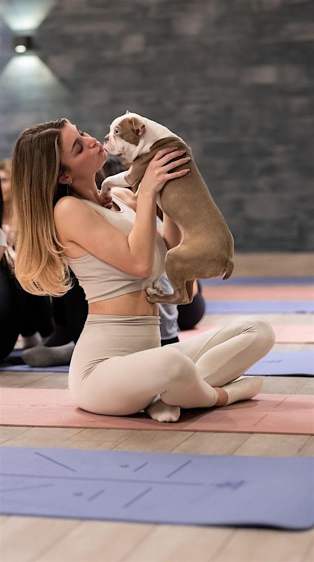 Puppy Yoga Oakville & Mississauga Support Rescue Puppies (Sunday)