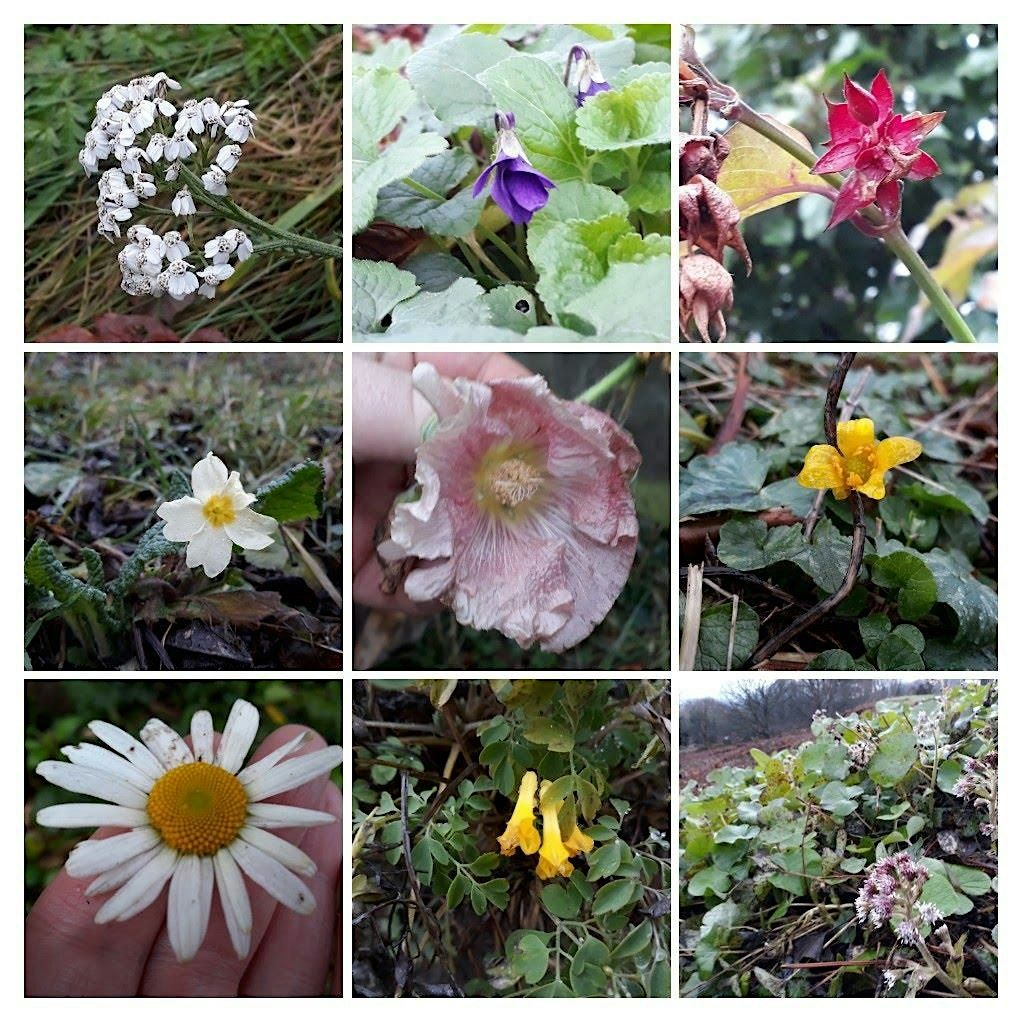 New Year's Plant Hunt at University of Worcester