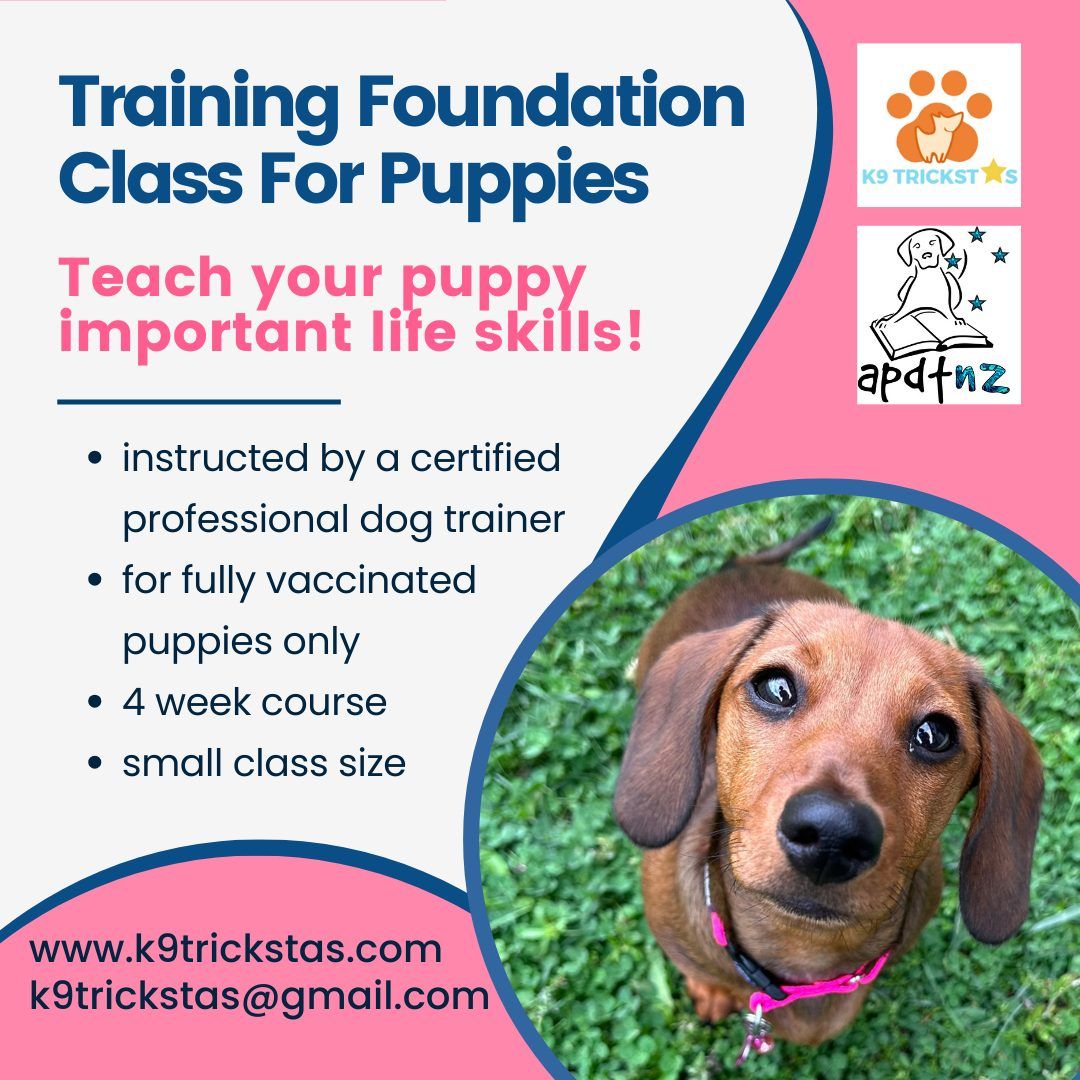 \ud83d\udc36 Training Foundation Class for Puppies (four-week course)